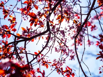 Copaci înfloriți Foto: Freepik (imagine cu rol ilustrativ)