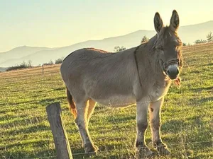 Povestea fascinantă a lui Pablito, măgărușul „pensionat” de la stână, din Sibiu - Foto: Ziarul de Iaşi