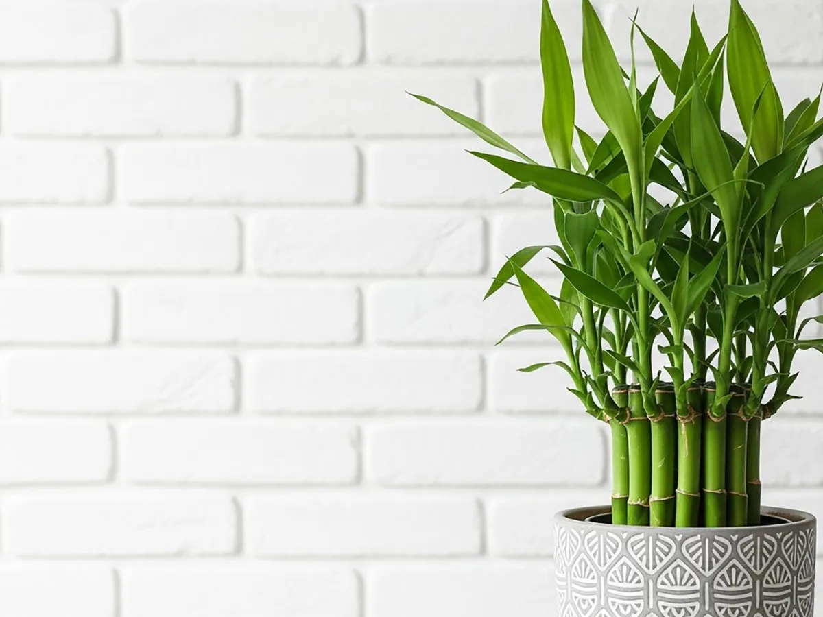 Bambusul norocos - Foto: Freepik (Imagine cu rol ilustrativ)