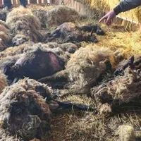 O gospodărie din comuna Rojişte din județul Dolj a fost atacată de o haită de şacali - Foto: Prefectura Dolj