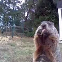 Marmotă fură recolta- Foto: captură Twitter