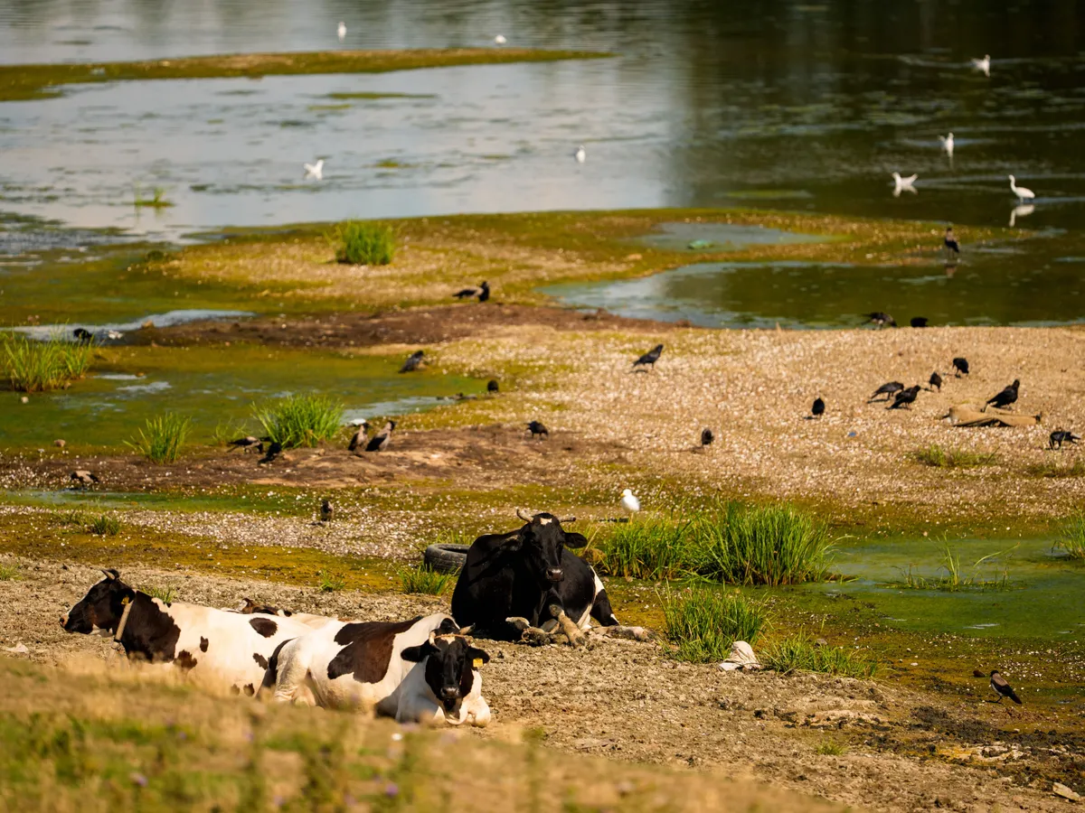 Dunărea în România - Foto: Profimedia Images