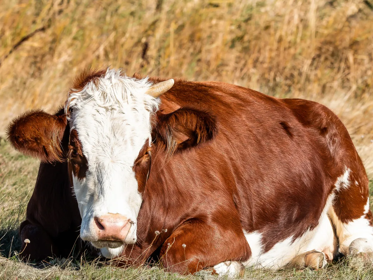 Supermarketurile austriece își retrag carnea din „țările Mercosur” de pe rafturi. Unele sunt și în România