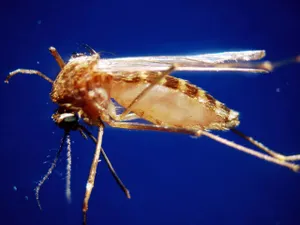 INSP: 13 cazuri de infecţie cu virusul West Nile înregistrate de la începutul lunii iunie - Foto: Profimedia