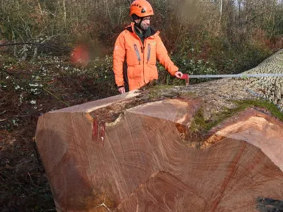 Un stejar contemporan cu regele Ludovic al XIV-lea, tăiat în Franţa: „Povestea nu se oprește aici”