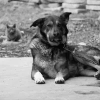 Câine- Foto:  PEXELS PHOTOS