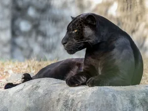 O panteră neagră a scăpat dintr-o grădină zoologică din Bulgaria şi hălăduie prin România - Foto: Pexels/Denishan Joseph
