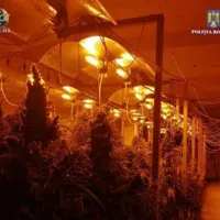 Ce a făcut un român în 2 hale din București? A fost prins cu 61 kg de canabis și 131 de plante - Foto: IGPR