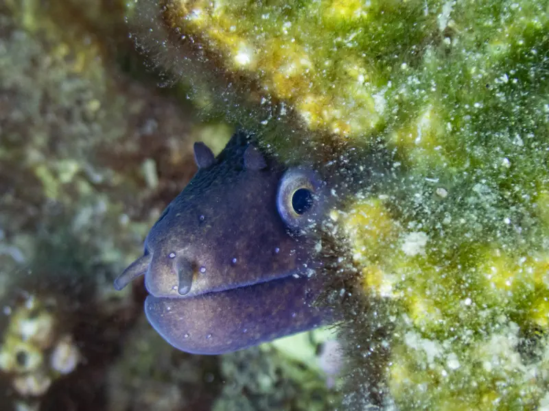 VIDEO Cel mai misterios pește din Ocean. Acceptă să fie mâncat ca să evadeze din burta rechinului - Foto: Profimedia Images