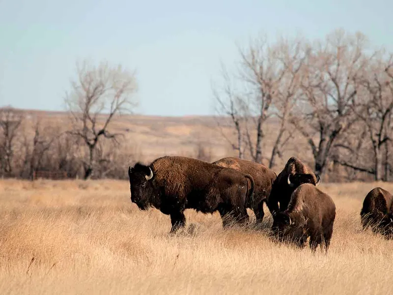 Preeriile americane Reserve - Montana