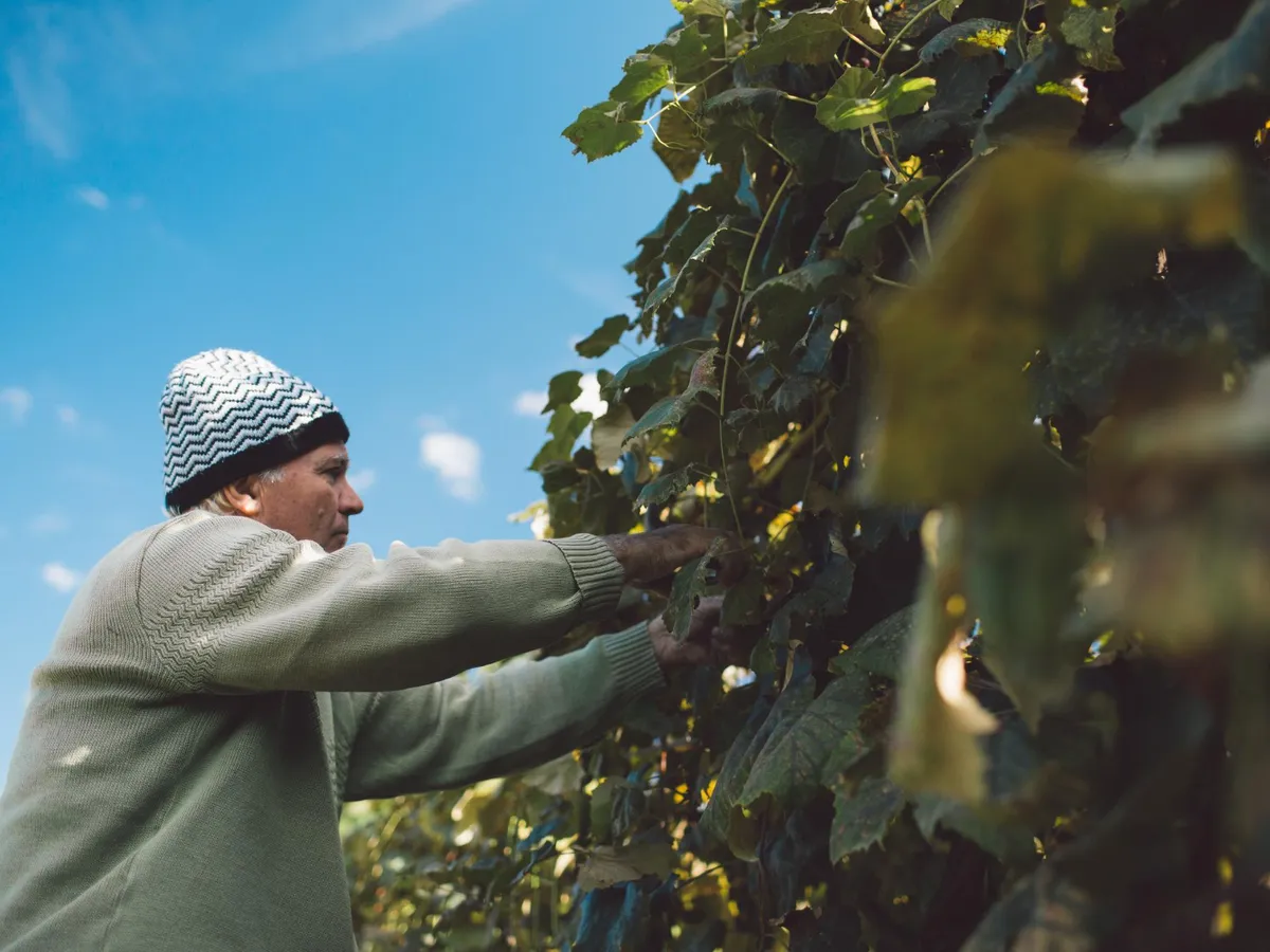 Când este momentul ideal să tai vița de vie ca să protejezi planta. În noiembrie sau primăvara?