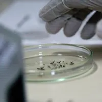 Țânțari cu virusul West Nile depistați în 4 sectoare din București - Foto: Profimedia Images (rol ilustrativ)