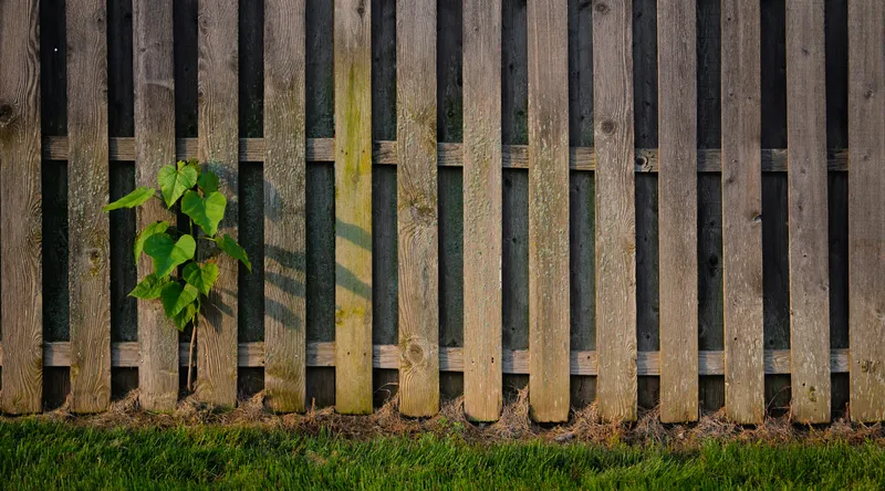 Gard Foto: Pexels (imagine cu rol ilustrativ)
