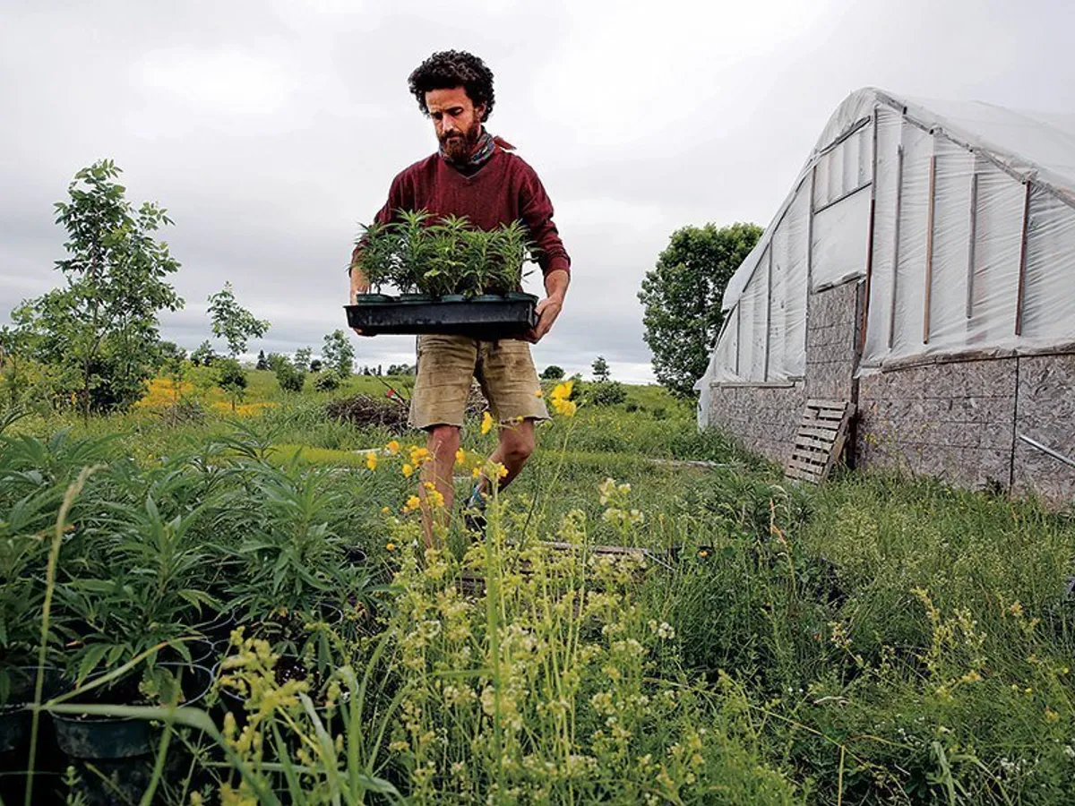 Clonele de cânepă de la Wild Folk Farm sunt pregătite pentru plantare