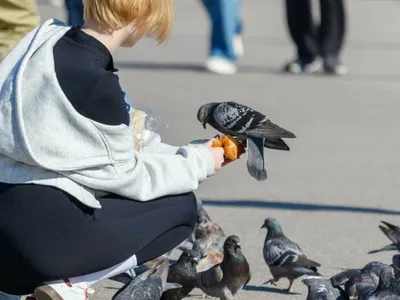 Femeie luată în vizor de polițiști după ce a prins un porumbel și l-a mâncat - Foto: Freepik