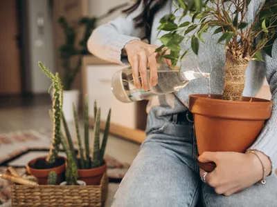 Îngrijire plante Foto: Freepik (imagine cu rol ilustrativ)