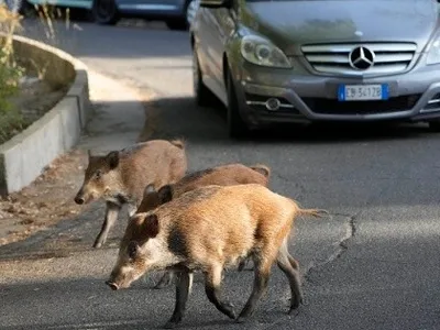 Roma a fost invadată de porci mistreți. Foto Paudal.com