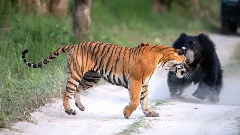 VIDEO Un urs a vrut să atace o tigroaică, dar s-a oprit în ultimul moment. Cum a reacționat felina? - Foto: Livescience.com