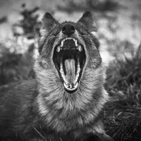 Care e cel mai mortal animal din lume - Foto: Freepik/wirestock (cu rol ilustrativ)