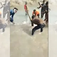 Delfin omorât în bătaie în India/FOTO: Twitter