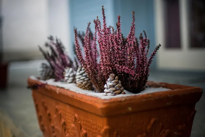 Plantă în ghiveci - Foto: Freepik (Imagine cu rol ilustrativ)