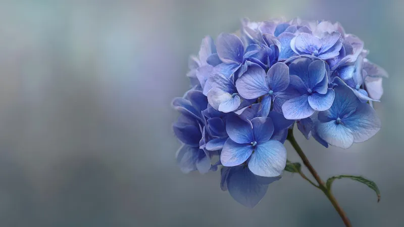 Hortensie Foto: Freepik (imagine cu rol ilustrativ)