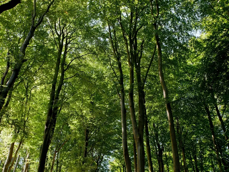 Pădure - Foto: Profimedia