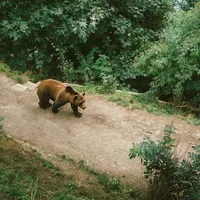Ursul l-a atacat pe cioban lângă stână Foto: Pexels/com (imagine cu rol ilustrativ)