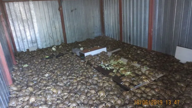 In June 2019, Russian customs officers discovered 4,100 Central Asian turtles in a truck crossing the border from Kazakhstan. Photo: World Customs Organization