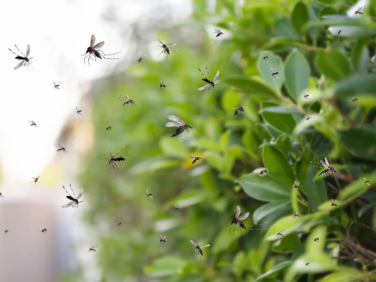 Cele trei plante care țin țânțarii departe de grădină. Secretul natural recomandat de experții în grădinărit