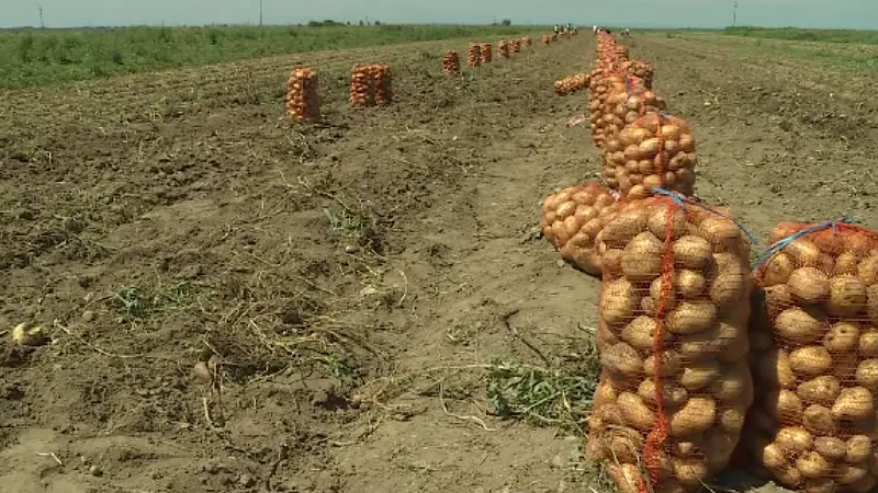 O femeie a murit în comuna dâmboviţeană Lunguleţu, sat Serdanu, după ce un utilaj de recoltat cartofi s-a răsturnat peste ea. / Foto: stirileprotv.ro