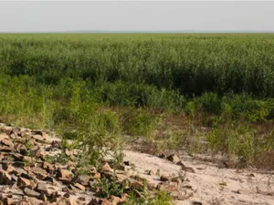 O „bombă cu ceas” sau o minune a naturii: O pădure uriașă a apărut în locul marelui lac