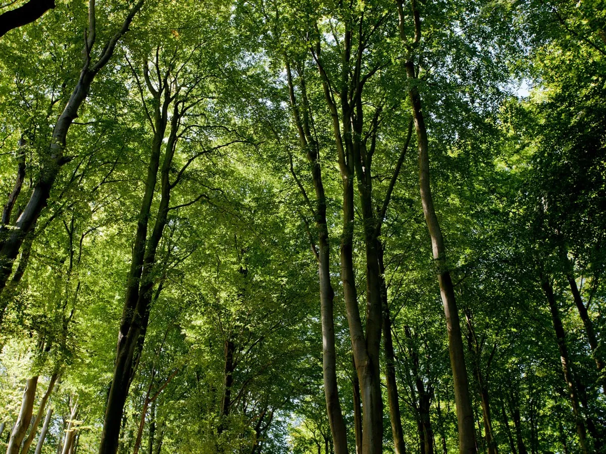 Pădure - Foto: Profimedia