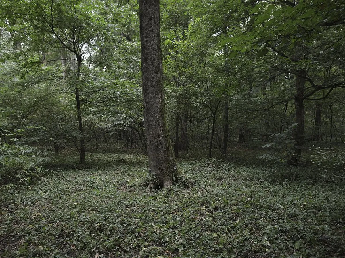 De ce devine Pădurea Băneasa arie naturală protejată? Cine deţine acum domeniul acesta? - Foto: INQUAM PHOTOS/Octav Ganea