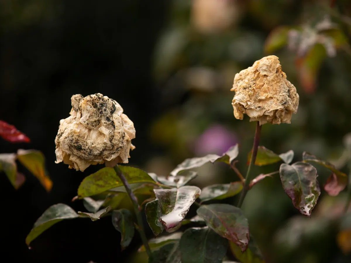 Trandafiri uscați în grădină - Foto: Freepik (Imagine cu rol ilustrativ)