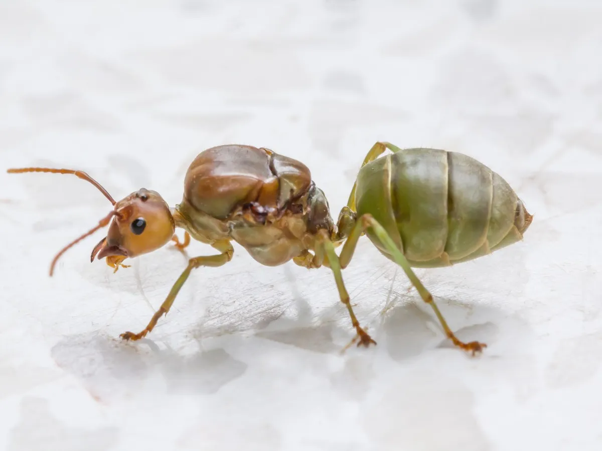 O insectă terifiantă a ajuns în Europa: ar putea distruge întregul continent. Cât de aproape este de România