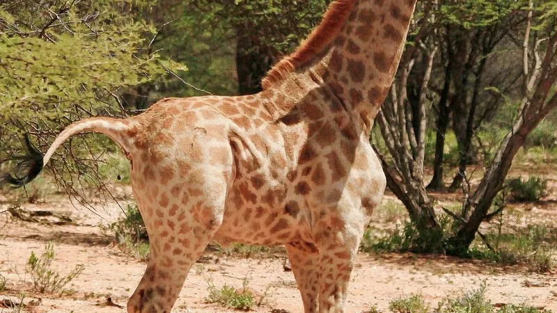 Foto: (c) Emma Wells/Giraffe Conservation Foundation