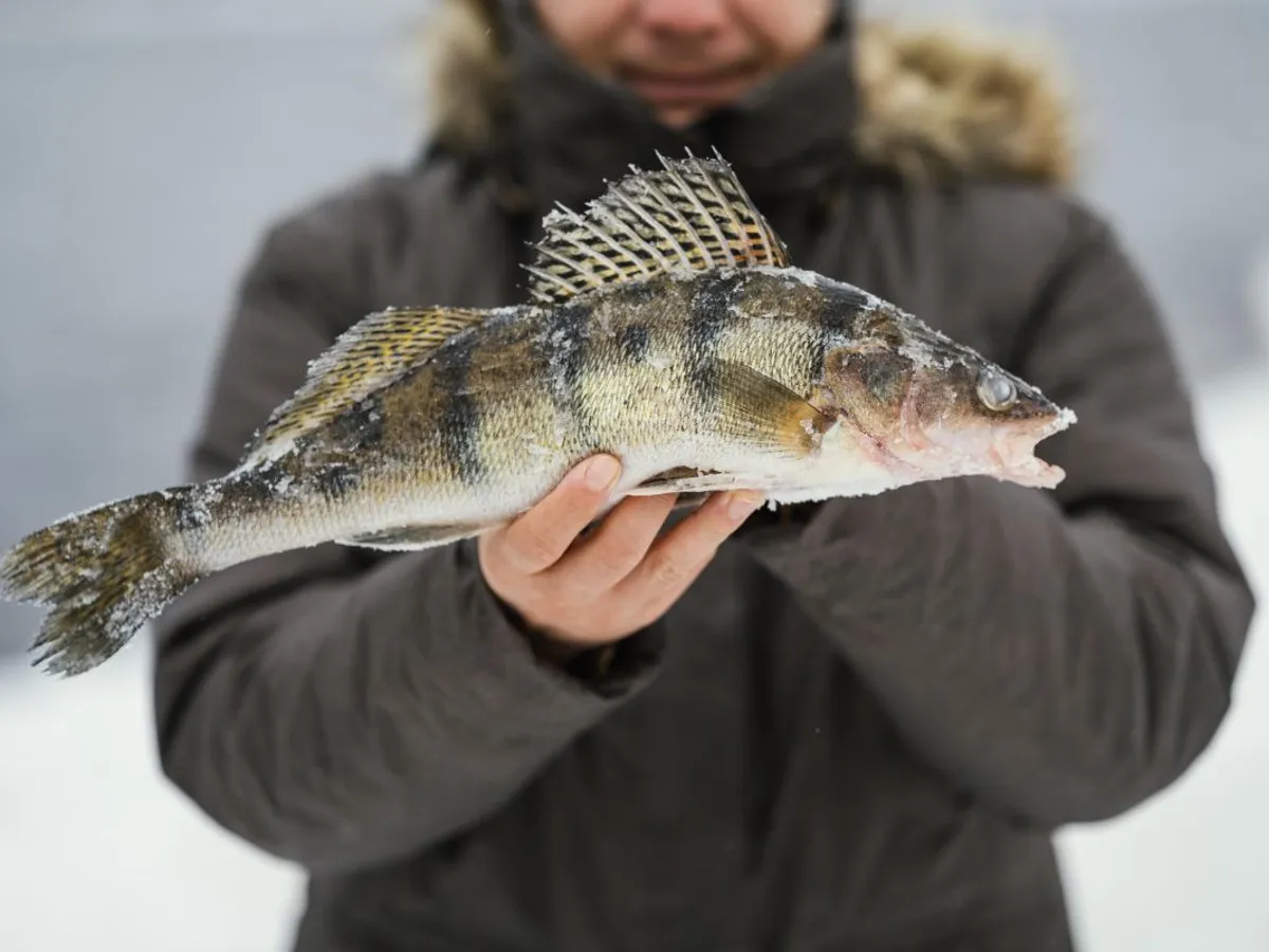 Peștele rusesc ar putea să ți se strecoare pe masa de Crăciun. Cum este posibil aşa ceva?