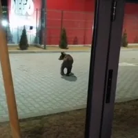 Foto: captură videoUn urs care se hrănea din tomberoane în Gheorgheni, alungat de jandarmi. /