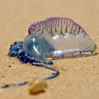 Invazie de meduze pe mai multe plaje frecventate de români. Este vorba despre o specie otrăvitoare  - Foto: Profimedia / imagine cu caracter ilustrativ