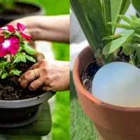 Trucul simplu pentru a-ți uda plantele și florile în timp ce ești în vacanță sau departe de casă - Foto: Istock / imagine  cu rol ilustrativ