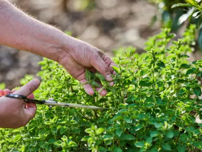 Planta aromatică pe care mulți o folosesc fără să-i cunoască proprietățile. Ce beneficii are și cum se consumă corect
