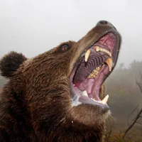 CUTREMURĂTOR Ultimele cuvinte ale Dianei înainte de a fi ucisă de urs spuse la 112: Ajutor, mă atacă - Foto: Profimedia images
