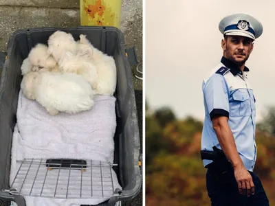 Un vasluian s-a ales cu dosar penal pentru că vindea în piață pui de câini prea mici - FOTO: Facebook/ziaruldeiasi.ro