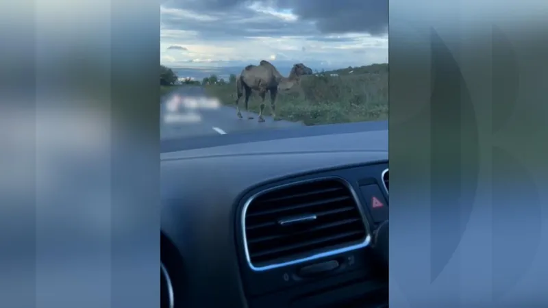 Ce a apărut în miezul zilei pe străzile din Cluj. Șoferii au tras pe dreapta și au filmat - Foto: Observator