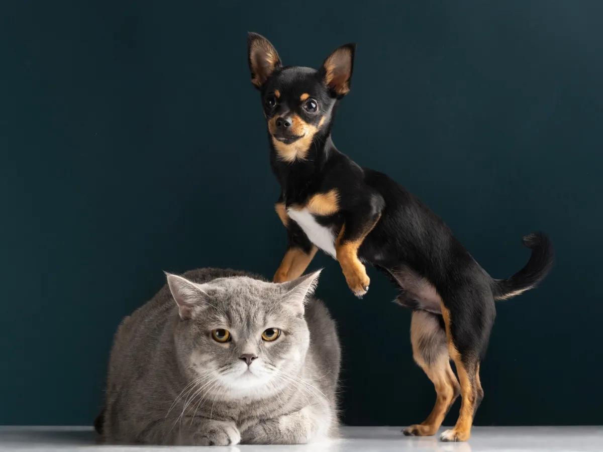 Câine și pisică - Foto: Magnific.com (Imagine cu rol ilustrativ)