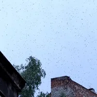 VIDEO Un nor imens de albine „atacă” la 150 de km de România. „Se auzeau ca niște drone” foto: captura video