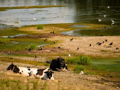 Dunărea în România - Foto: Profimedia Images