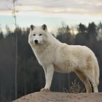 Un lup alb ca zăpada a fost readus la viață prin inginerie genetică. E vechi de 10000 de ani Foto: Freepik (fotografie cu caracter ilustrativ)