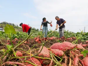 Erbicid interzis de UE, folosit în România, unde costă 12 lei. Afectează ficatul şi tiroida - Foto: Profimediia Images